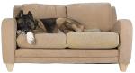 dog on couch_full